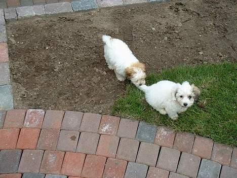 Coton de tulear Kiwi  - Hale bidder billede 8