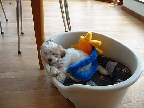 Coton de tulear Kiwi  - Middagslur billede 9