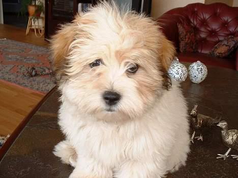 Coton de tulear Kiwi  - Må jeg godt sidde på sofabordet? billede 10