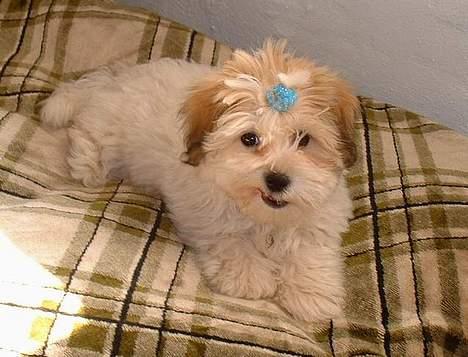 Coton de tulear Kiwi  - Jeg er ikke vild med at få sat håret, men smil billede 11