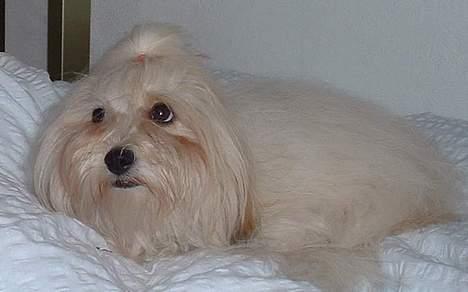 Coton de tulear Kiwi  - Må jeg godt ligge her? billede 12