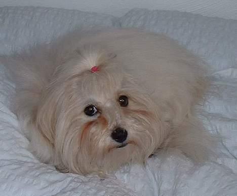 Coton de tulear Kiwi  - Kan man så få middagsro billede 13