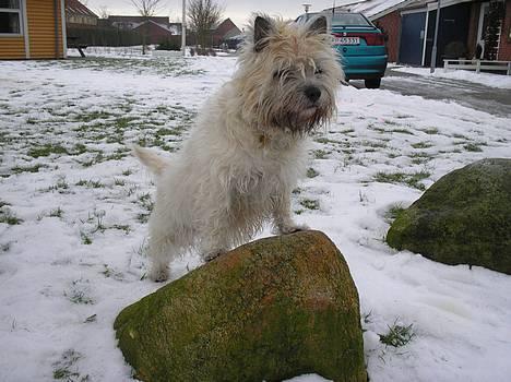 Cairn terrier Chanelle - I´m the king of the world ;o) billede 1
