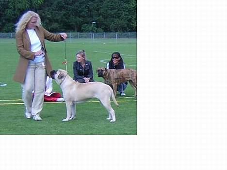 Bullmastiff Hera - Heras første certifikat billede 5