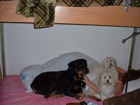 Coton de tulear Kiwi  - Viva, Luna og Kiwi hygger sig billede 14