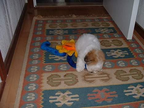 Coton de tulear Kiwi  - Man kan vel pludselig blive træt billede 15