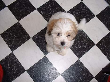 Coton de tulear Kiwi  - Har du noget andet mad? billede 16