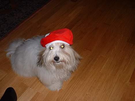 Coton de tulear Kiwi  - Nå er det jul? billede 17