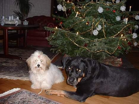 Coton de tulear Kiwi  - Vi venter på gaverne billede 18
