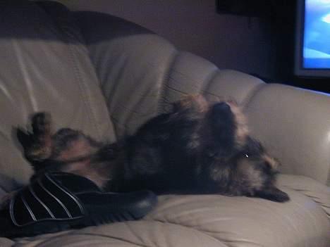 Gravhund Frederik - det her er livet ... billede 10