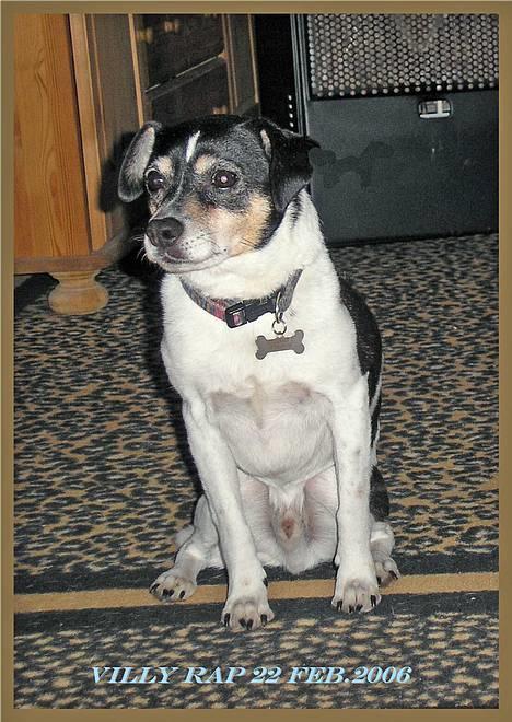 Dansk svensk gaardhund Villy Rap ¤ 22 febr.2006¤ - Billedet er taget et par timer før dyrlægen fulgte ham til Regnbuebroen. 22 febr. 2006.  R.I.P. billede 9