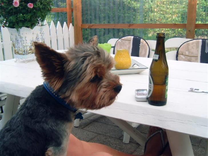 Yorkshire terrier Futte         "RIP" - Jeg syntes bedst om at sidde på moar´s knæ... og øllen er IKKE min. *sss* billede 6