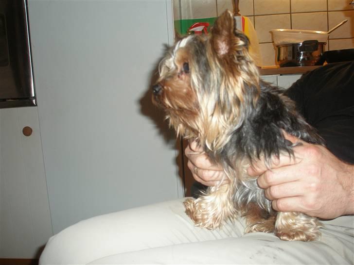 Yorkshire terrier Futte         "RIP" - Futte 3½ år .. billede 7