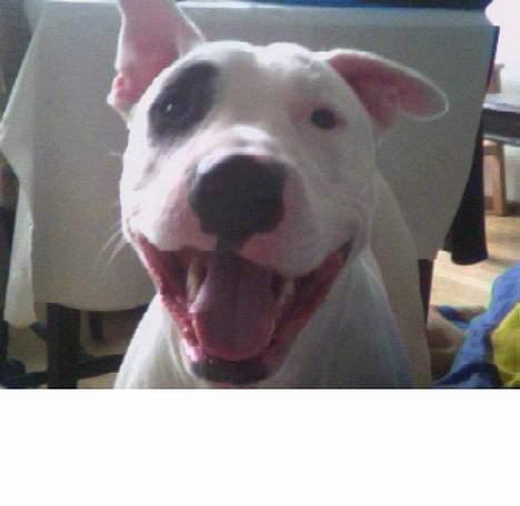 Blanding af racer Cosy R.I.P - jeg er for lækker lækker lækker lækker... billede 18