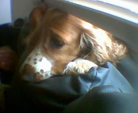 Cocker spaniel Rico - ligger lige og holder øje med det hele.....*S* billede 12