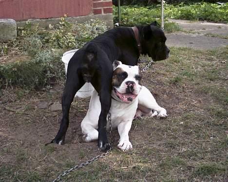 Amerikansk bulldog Tyson "Tiger".  CC  OMBRA billede 11