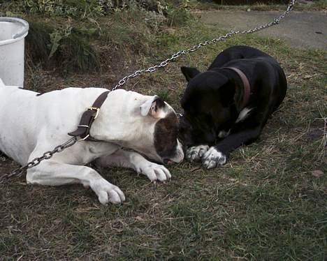 Amerikansk bulldog Tyson "Tiger".  CC  OMBRA billede 12