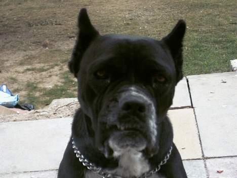 Amerikansk bulldog Tyson "Tiger".  CC  OMBRA billede 13