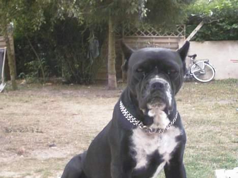 Amerikansk bulldog Tyson "Tiger".  CC  OMBRA billede 14