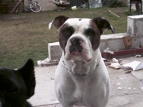 Amerikansk bulldog Tyson "Tiger".  CC  OMBRA billede 15
