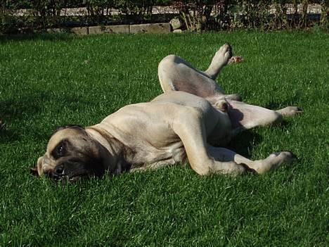 Mastiff Basse billede 1