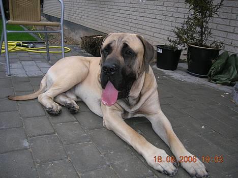 Mastiff Basse billede 2