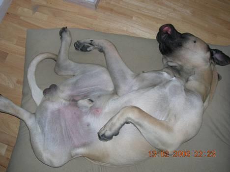 Mastiff Basse - Basse tager sig lige en lur! billede 3