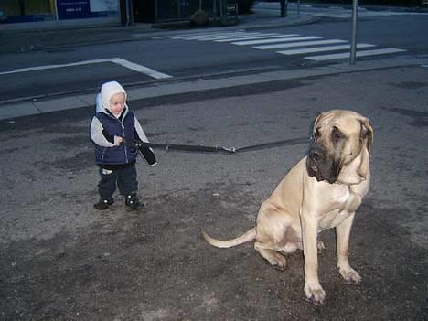 Mastiff Basse billede 4