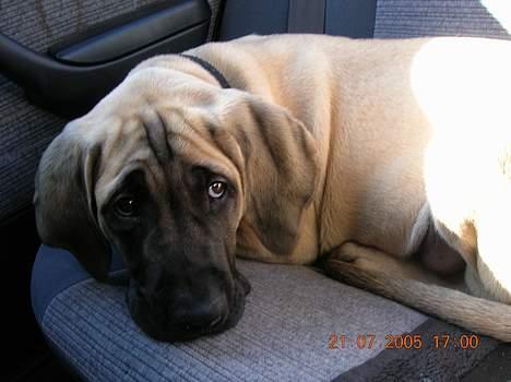 Mastiff Basse - Basse på køretur, det kan han rigtig godt lide, især hvis han må have hovedet ud af vinduet!!!! billede 5