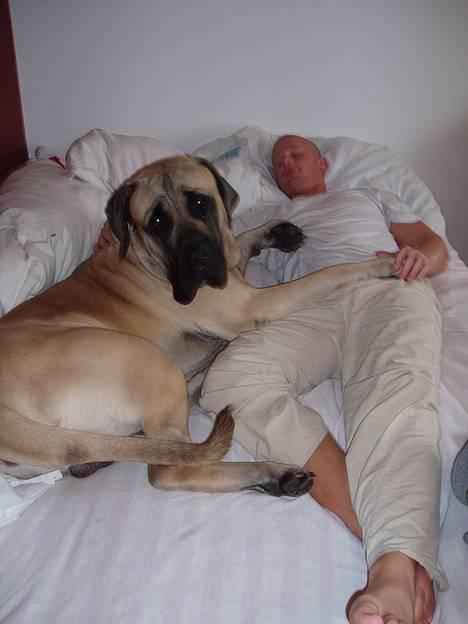 Mastiff Basse - Basse elsker at putte,men han fylder en del!!! billede 6