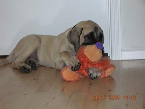 Mastiff Basse - Basse med hans elskede bamse, den har han haft siden vi fik ham! billede 7