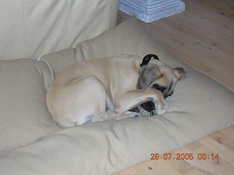 Mastiff Basse - Basse på hans kæmpe pude, som vi selv har syet. billede 8