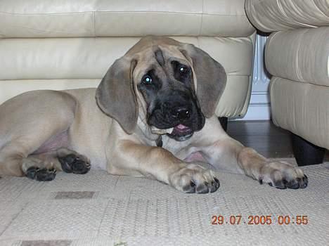 Mastiff Basse - Basse får sig lige et tyggeben............. billede 9
