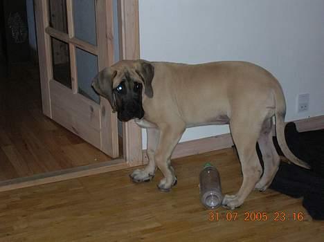 Mastiff Basse - Basse holder lige øje med det hele!!!! billede 10