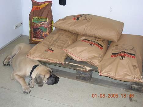 Mastiff Basse - Basse holder vagt ved hans foder!!!!!! billede 11