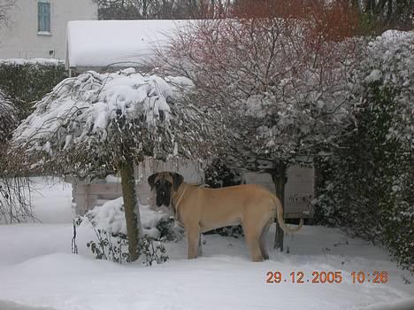 Mastiff Basse - Basse i haven! billede 12