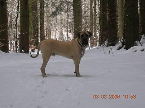 Mastiff Basse - Basse i skoven..... billede 13