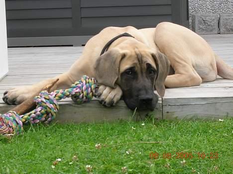 Mastiff Basse - Basse hjemme på terassen! billede 14