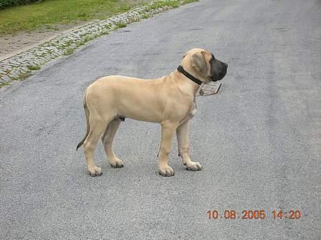 Mastiff Basse - Basse næsten 4 måneder!! billede 16