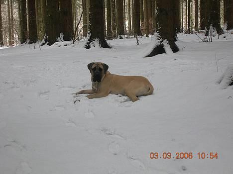Mastiff Basse - Basse nyder tilværelsen ude i skoven! billede 17