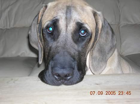 Mastiff Basse - Basse hviler lige hovedet på sofa-bordet, man kan jo blve for træt til selv at holde det! billede 18