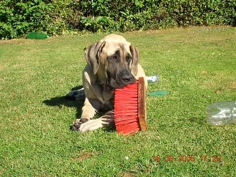 Mastiff Basse - Basse har fundet sig en kost, alt hvad man ikke har set før, er jo spændende!!! billede 19