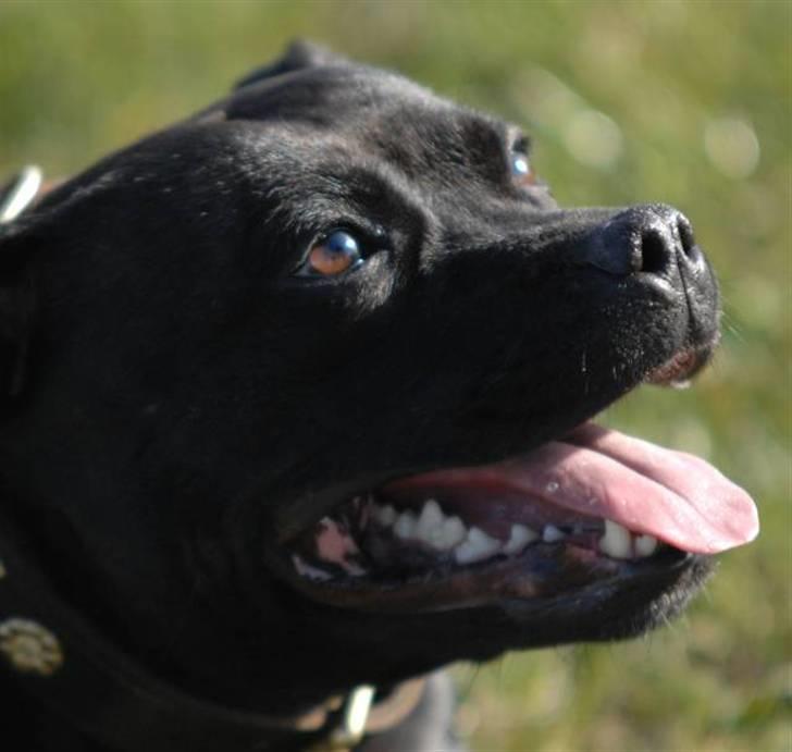 Staffordshire bull terrier Yasmin - Min gravide lille hund billede 1