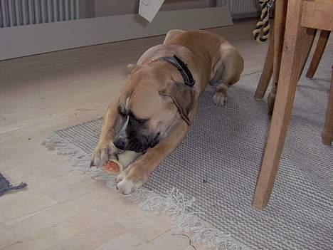 Amerikansk bulldog xena - gnask gnask billede 6