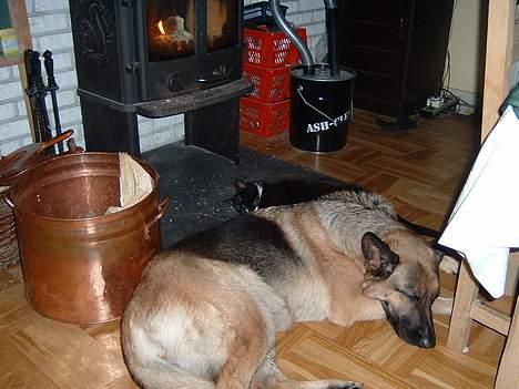 Schæferhund Sasha - Sasha og min kat Bandit! er de ikke søde? billede 18