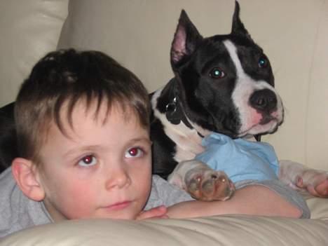 Amerikansk staffordshire terrier zally - disney sjov fredag aften kl 1900  tjek det ud... billede 10