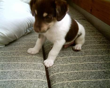 Blanding af racer bølle - sidder pænt billede 15