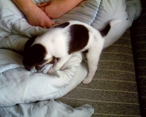 Blanding af racer bølle - mig igen billede 16