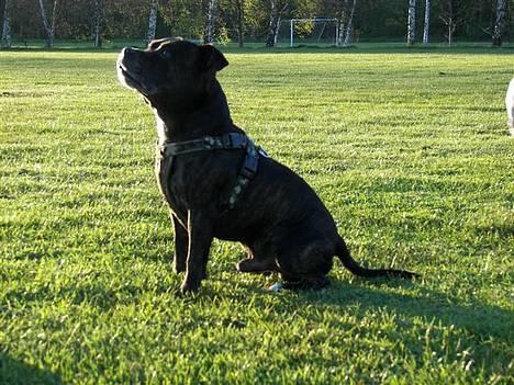 Staffordshire bull terrier R.I.P.: (Engelsk) DKCH, SUCH Taz - *Nyt* billede 12