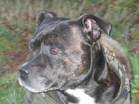 Staffordshire bull terrier R.I.P.: (Engelsk) DKCH, SUCH Taz - 21/12/2005 - Moar, jeg vil hellere ud og lege, end sidde model for dig !!! billede 13